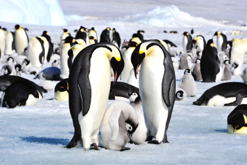 写真：ペンギンの親子