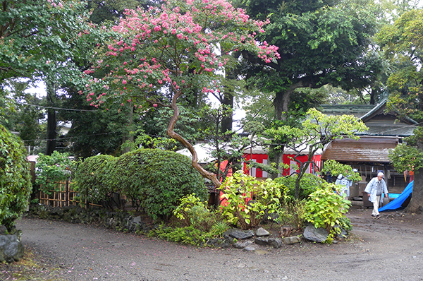 八雲氷川神社の庭にあった木