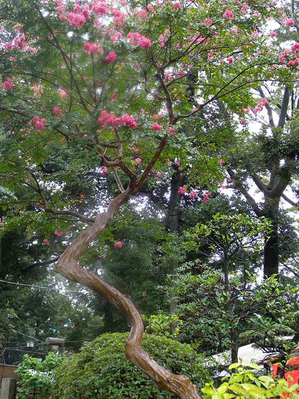 きれいな花が咲（さ）いていました 